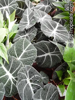 alocasia black velvet plant with dark, velvety leaves featuring prominent white veins