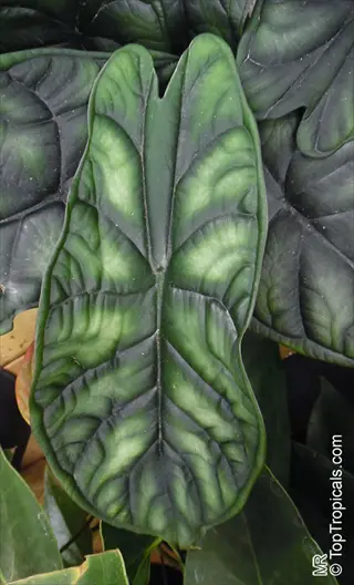 alocasia dragon scale plant showcasing large green textured leaves with prominent vein patterns