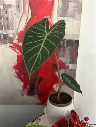 alocasia pink dragon plant in white pot with large veined leaves, background features red-dress figure and cityscape artwork