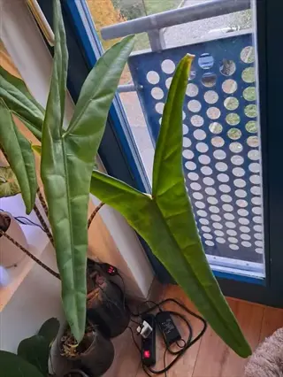 alocasia zebrina stems with large green leaves near a blue-framed window featuring perforated panels and indoor plants