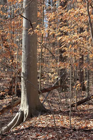 american beech tree with smooth gray bark in a sunlit autumn forest