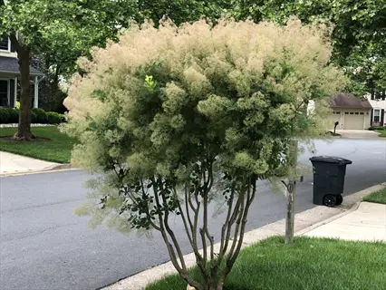 american smoke tree fall in a suburban neighborhood with houses and a street