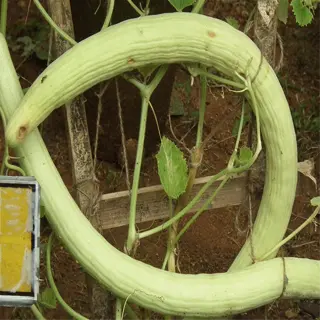 an armenian cucumber growing in a garden, showing its long, twisted shape