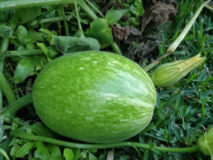 an immature green spaghetti squash with mottled skin growing on a vine among lush green foliage and yellow flowers in a garden