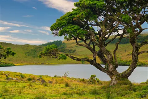 andorra juniper landscape featuring gnarled tree by a lake with rolling green hills under a partly cloudy sky