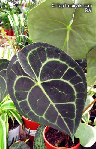 anthurium clarinervium leaves with prominent white veins on dark green foliage in red pot at plant nursery