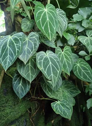 anthurium magnificum velvet foliage: large heart-shaped leaves with prominent white veins on mossy background