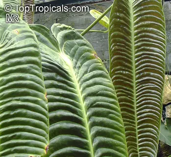 anthurium veitchii king showcasing large, elongated dark green leaves with prominent parallel veins