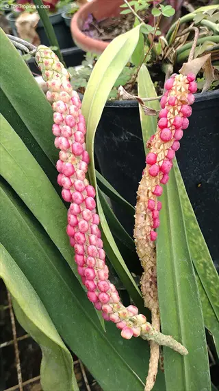 anthurium vittarifolium strap leaves with berry-clustered inflorescences