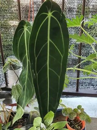 anthurium warocqueanum queen plant with large veined leaves among other potted houseplants