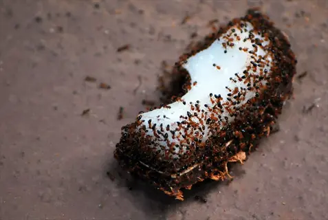 ants consuming borax ant bait - close-up of sugar-based pest control solution for kitchen infestations
