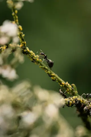 ants farming aphids on a green plant stem with white flowers blurred in background