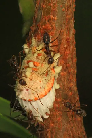 ants farming scales: multiple ants tending woolly scale insect on brown plant stem