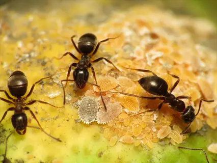 ants on lemon surface - lemon juice ants natural repellent for kitchen pest control