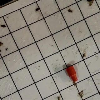 aphid sticky trap with captured insects on grid