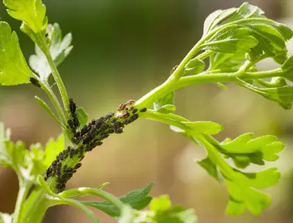 aphids cilantro leaves: heavy dark aphid infestation on a cilantro plant stem with characteristic feathery leaves in a sunlit garden (aphid control context)