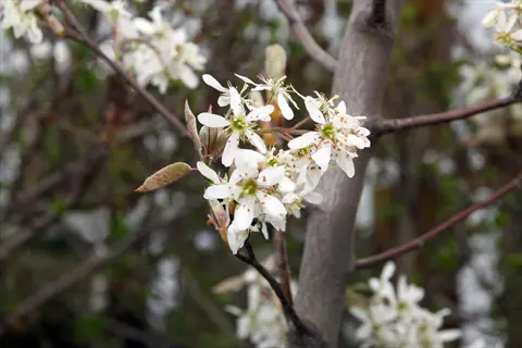 apple serviceberry (amelanchier) flowers blooming on a branch in spring