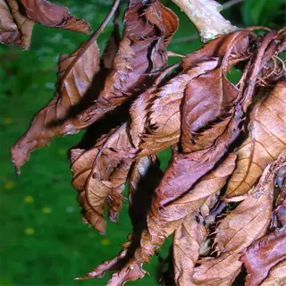 apple tree leaves affected by canker, showing brown, withered appearance