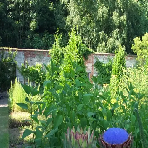 artichoke plant garden with vibrant purple blooms and lush greenery