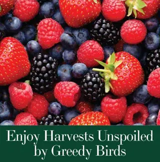 assorted ripe berries protected from greedy birds using raspberry bird netting - enjoy harvests unspoiled by greedy birds