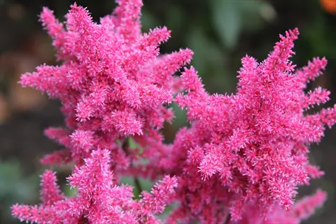 astilbe feathery plumes: vibrant pink fuzzy flower clusters in close-up, soft-focus green foliage background