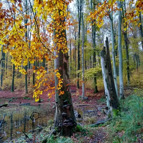 autumn beech tree forest with golden leaves, deadwood, and a shallow woodland pond