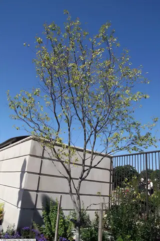 autumn brilliance serviceberry tree in a landscaped garden setting against clear blue sky