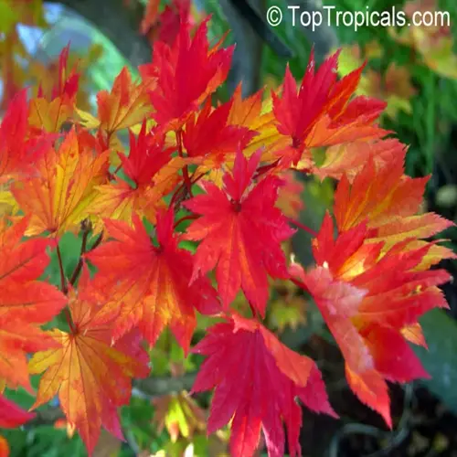 autumn foliage of a red maple tree with vibrant red, orange and yellow leaves
