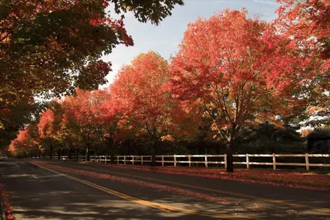 autumn splendor maple trees lining a quiet road with vibrant fall foliage