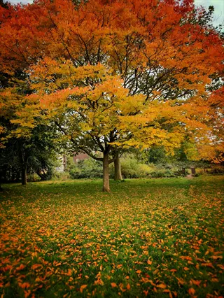 autumn tree showing plant dropping leaves: vibrant orange-yellow canopy above grassy ground covered with fallen leaves