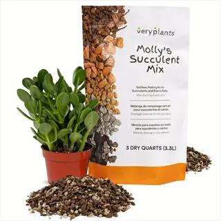 bag of molly's succulent mix potting soil for vegetables and plants, with jade plant and spilled soil