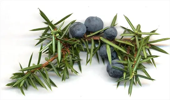 bar harbor juniper plant branch with dark blue berries and green needle-like foliage