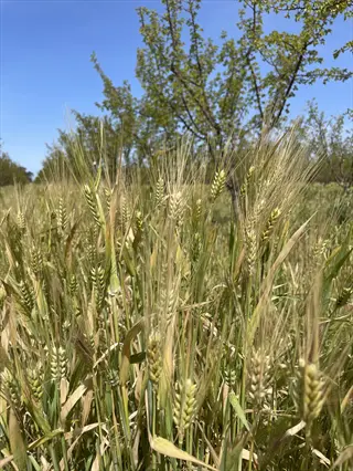barley cover field with ripening grains and orchard trees under clear blue sky