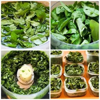 basil freezing preparation process: washing fresh leaves, processing in food processor, and storing in freezer containers