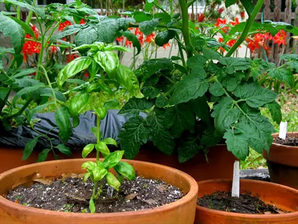 basil plant in terracotta pot with tomato companion plants in background garden, showing plant labels and red flowers
