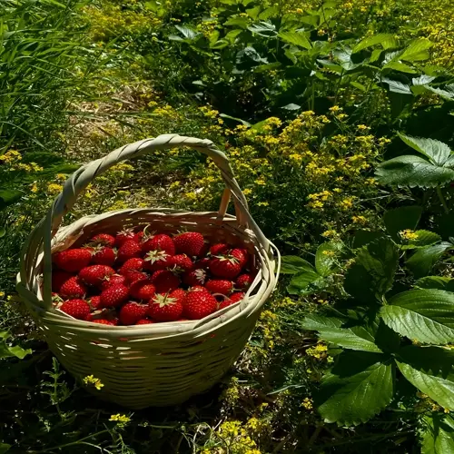basket of fresh strawberries in a sunny strawberry plants garden with yellow flowers