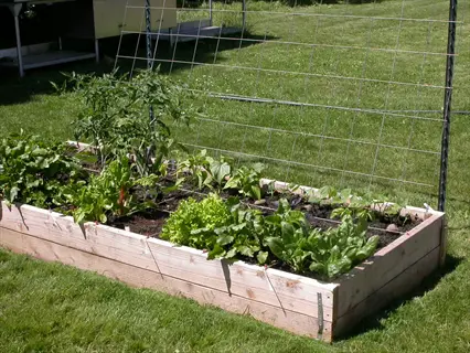 beans trellis garden in a raised wooden bed with various vegetables including leafy greens, supported by a metal trellis in a sunny backyard