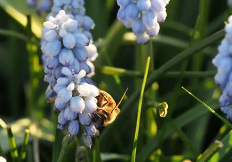 bee feeding on pale blue valerie finnis muscari flowers in warm sunlight