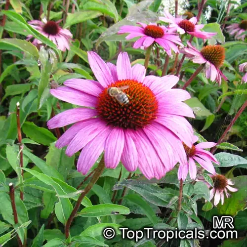 bee on a purple coneflower in a vibrant garden