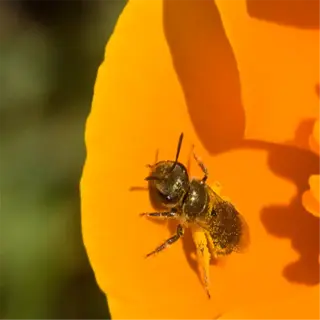 bee on bright orange california poppy - california poppy bees