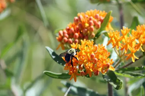 bee on vibrant orange prairie butterfly weed blooming with green foliage