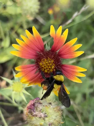 bee on vibrant red-yellow 'powwow wild berry' echinacea flower