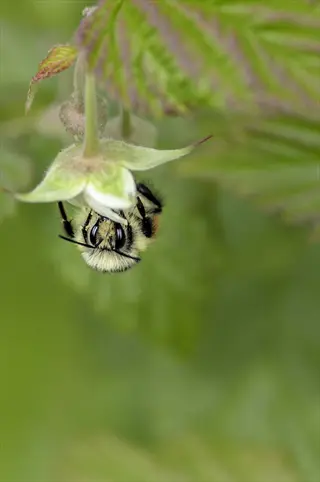 bee pollinating raspberry flower - essential for raspberry pollination and yield (pollination enhancement)