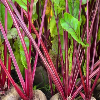 beetroot plants growing in a shaded garden plot