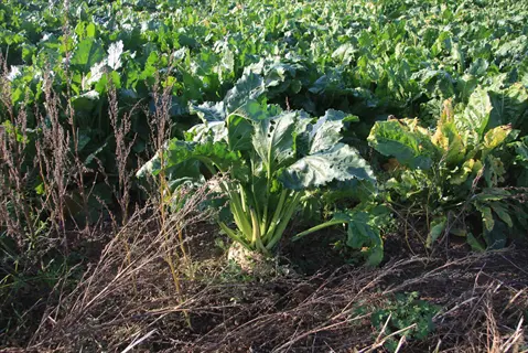 beets planting days: lush green beet plants growing in an agricultural field during daytime