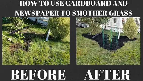 before/after comparison using cardboard and newspaper garden mulch to smother grass, with instructional text overlay and labeled stages
