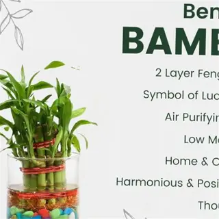 benefits of a bamboo planter with a list of advantages
