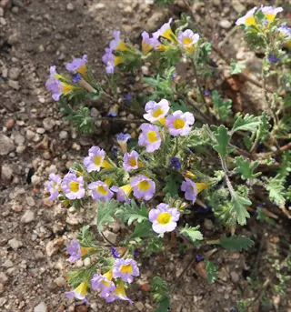 bicolor trumpet vine blooms featuring pale purple petals with vibrant yellow centers growing on sandy terrain