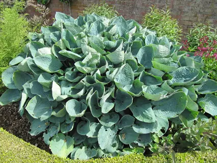 big daddy hosta plant with large overlapping blue-green heart-shaped leaves in a garden