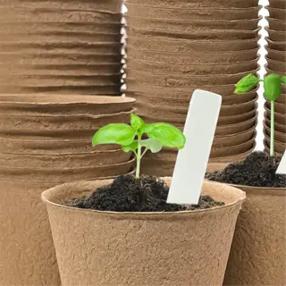biodegradable pots with young plants and plant labels for gardening